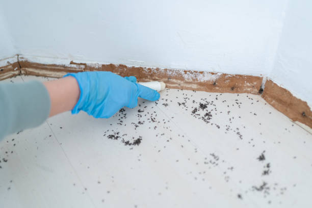Best Insect Control  in Montoursville, PA
